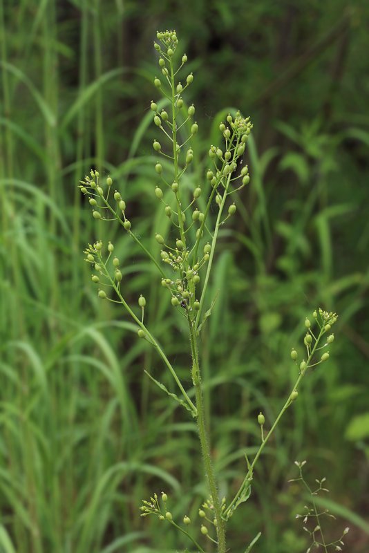 ٭٭٭454. Rorippa palustris