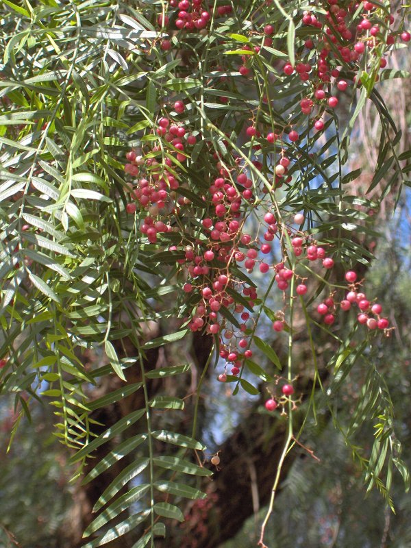 Schinus Molle перуанский перец
