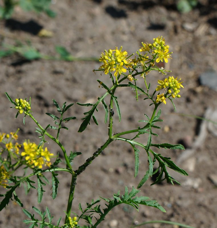 Rorippa barbareifolia