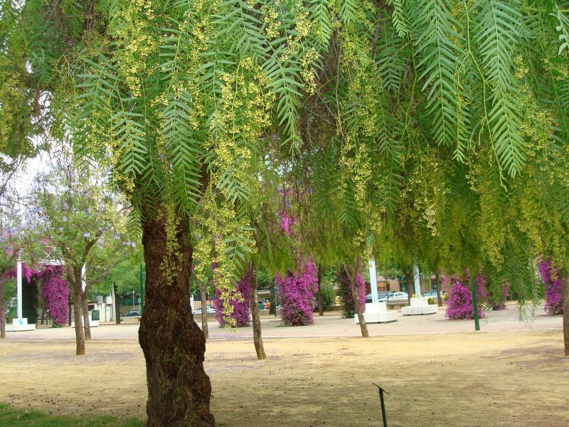 Schinus areira