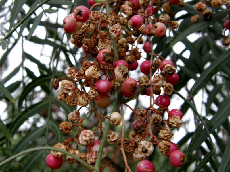 Schinus Molle растение