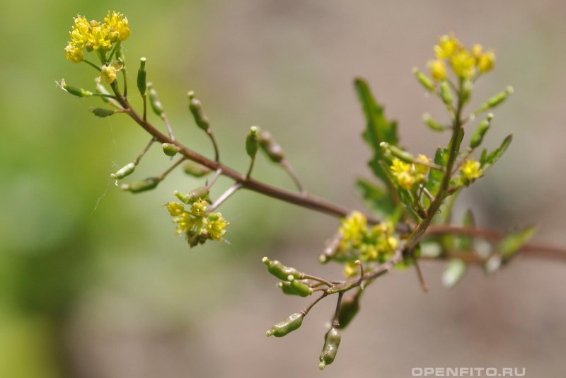 Rorippa Sylvestris