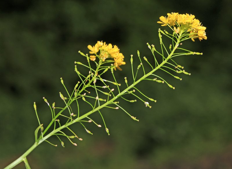 Жерушник болотный Rorippa palustris