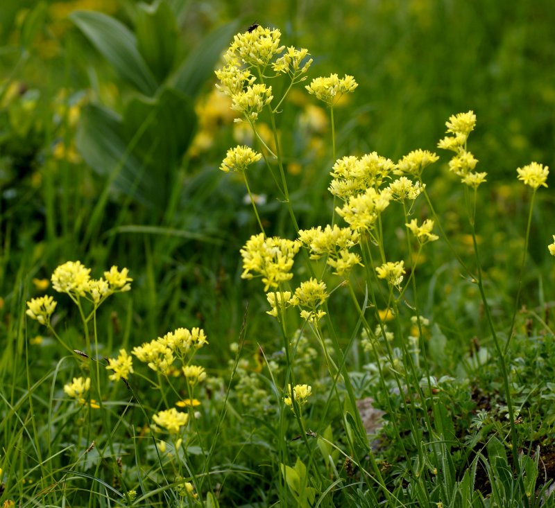 Жерушник Лесной — Rorippa Sylvestris Bess.