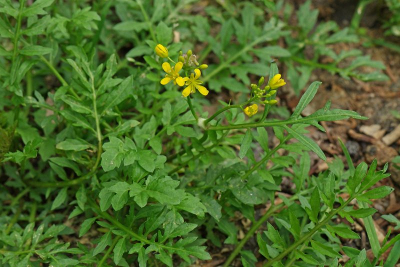 Rorippa Amphibia