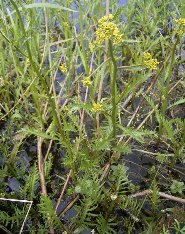 Rorippa palustris