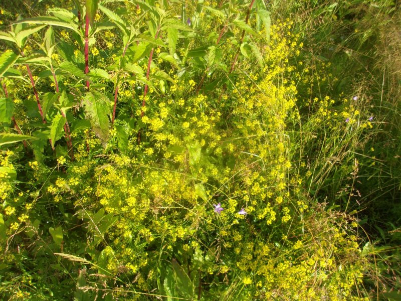 Жерушник Лесной — Rorippa Sylvestris Bess.