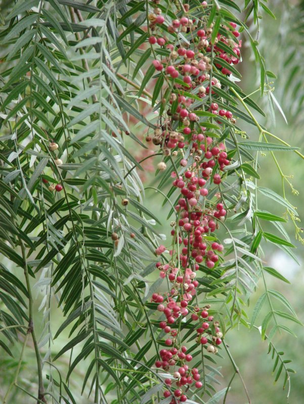 Schinus Molle перуанский перец