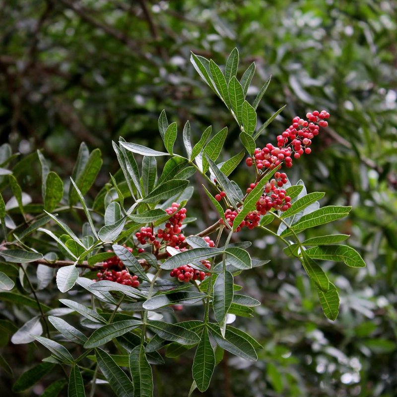 Schinus terebinthifolius