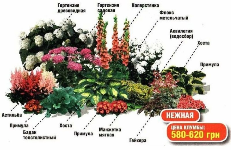 Миксбордер непрерывного цветения многолетников