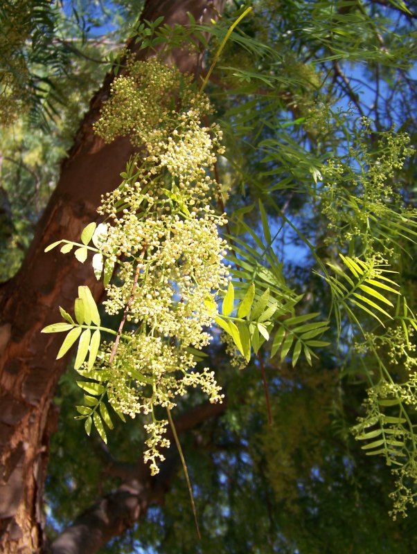 Schinus Molle перуанский перец