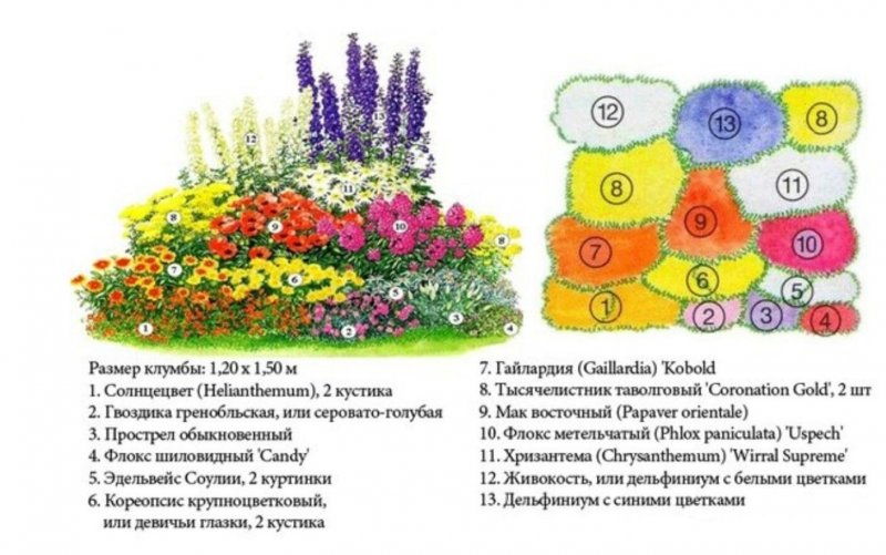 Миксбордер схема многолетников