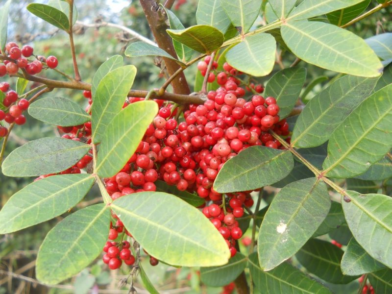 Schinus terebinthifolius