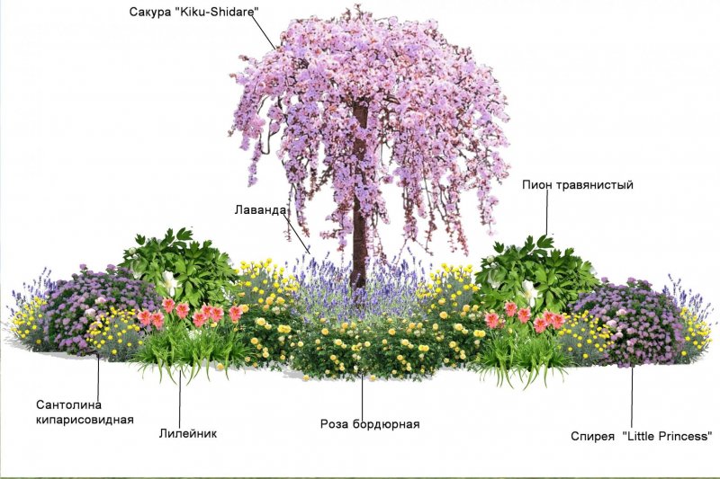 Цветники миксбордеры схемы посадок