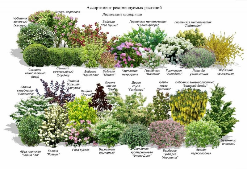 Схемы миксбордеров из кустарников и многолетников