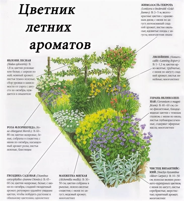 Схема миксбордера непрерывного цветения