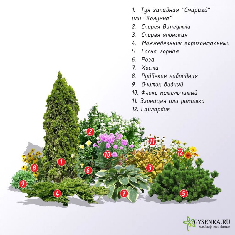 Цветник с хвойниками и многолетниками схемы