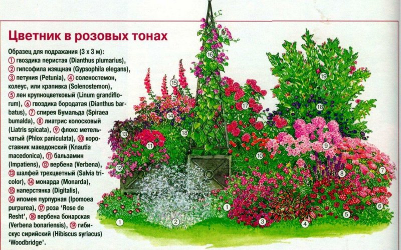Клумба с плетистой розой и хвойниками
