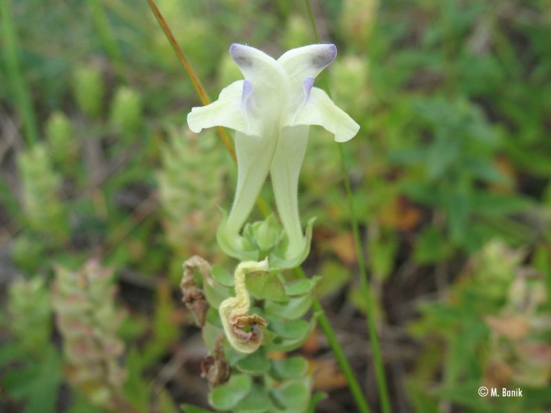 Scutellaria Baicalensis