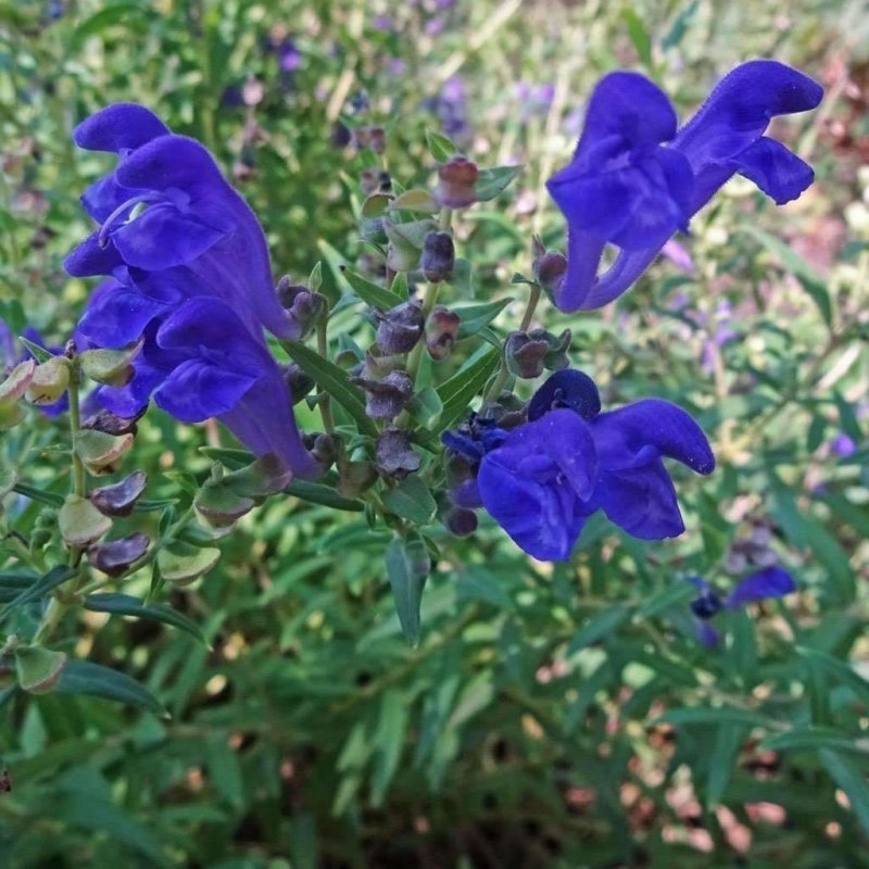 Scutellaria lateriflora шлемник
