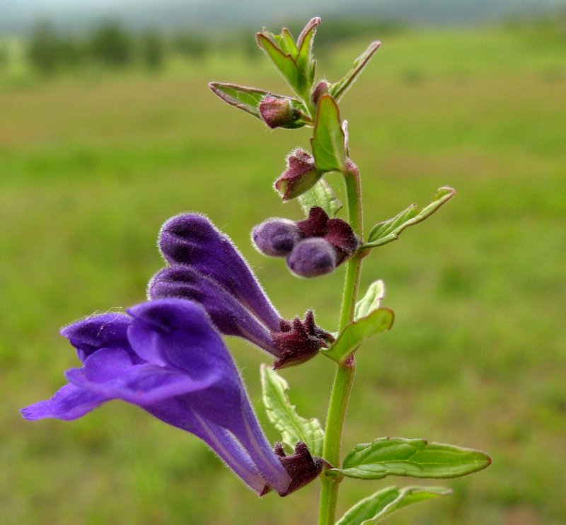 Шлемник Байкальский