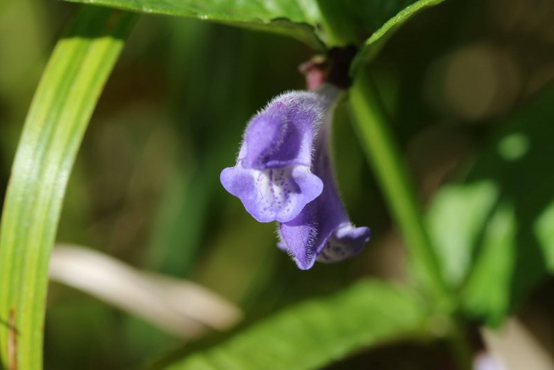 Шлемник обыкновенный (Scutellaria galericulata l.)