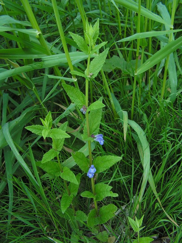 Шлемник Scutellaria обыкновенный galericulata