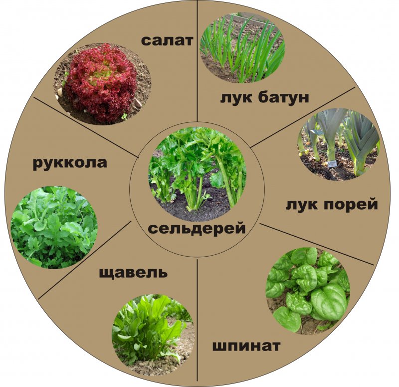 Зелень в огороде названия