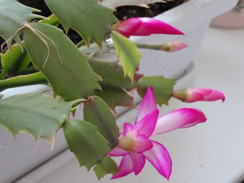 Schlumbergera opuntioides купить