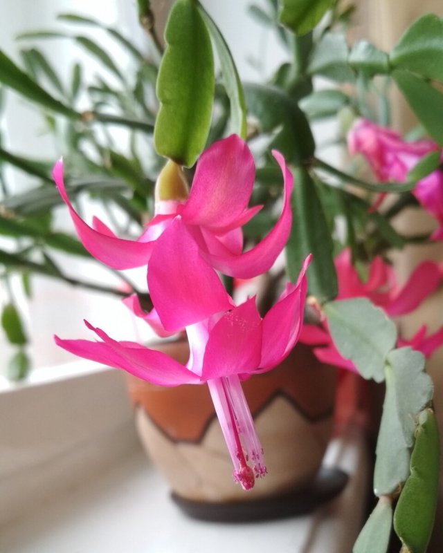 Schlumbergera ×buckleyi