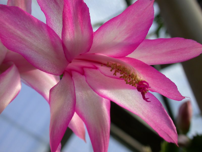 Schlumbergera Starburst шлюмбергера