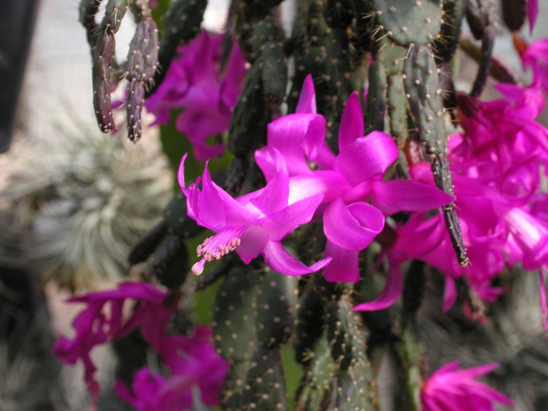 Schlumbergera opuntioides купить