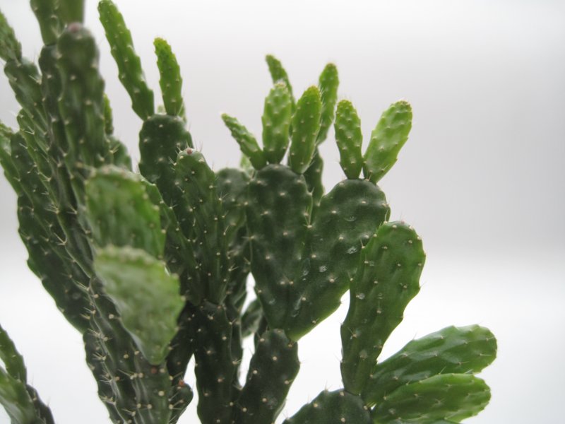 Schlumbergera russelliana