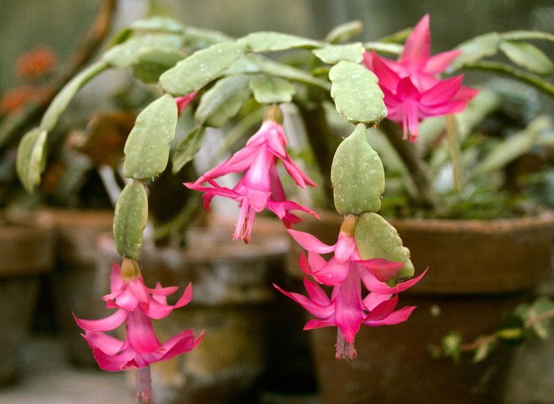 Шлюмбергера Каутского (Schlumbergera kautskyi)