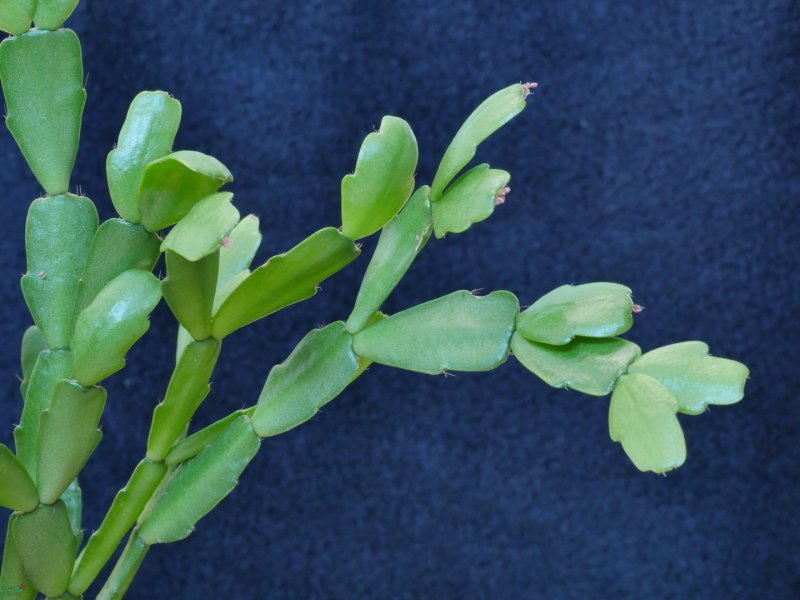 Шлюмбергера lutea