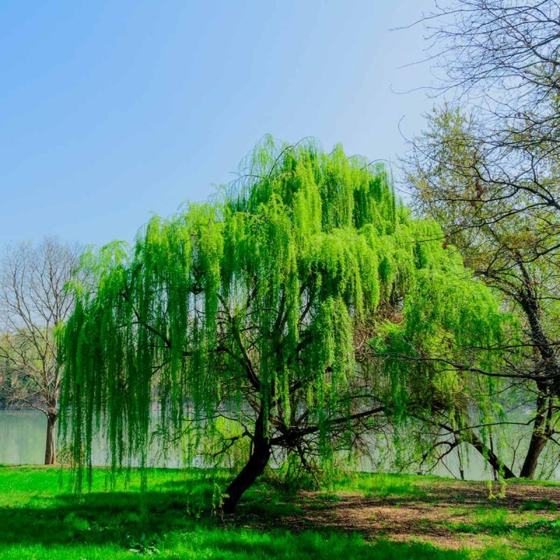 Salix babylonica Ива