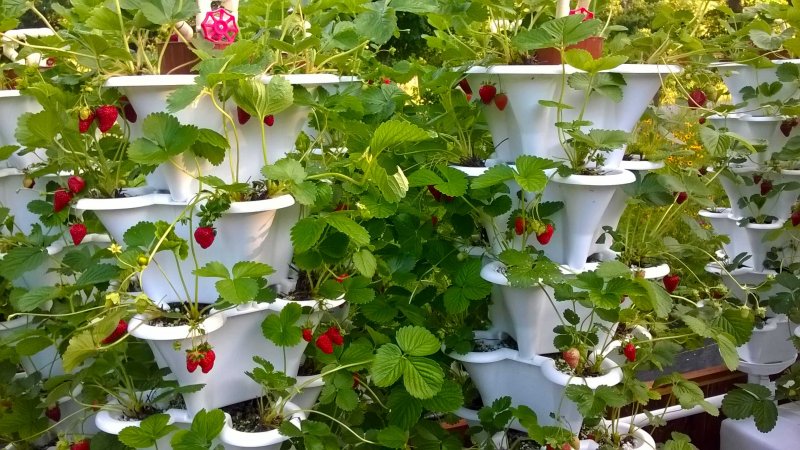 Грядки для ампельной клубники