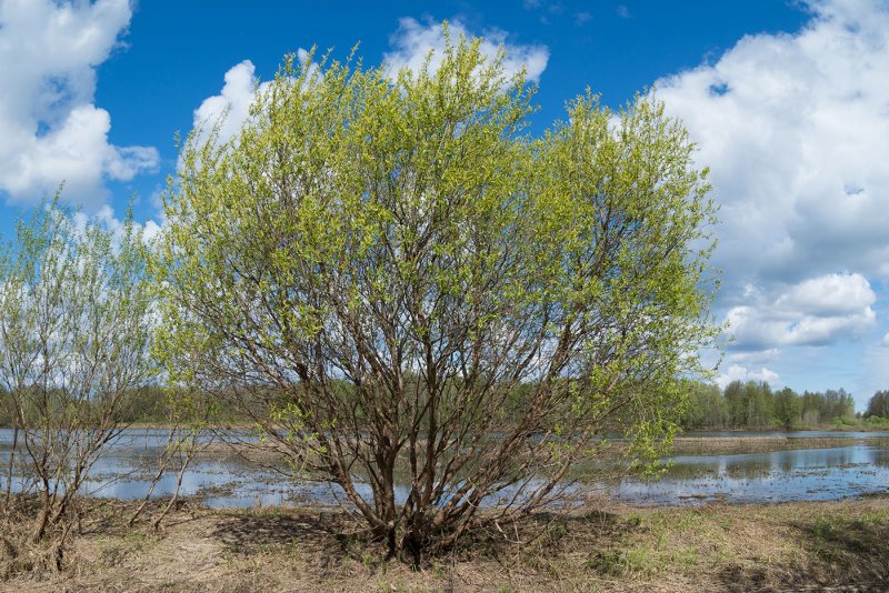 Ива трехтычинковая Salix triandra