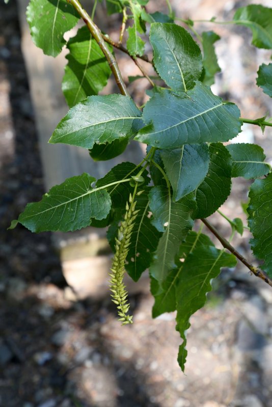 Ивовые (Salicaceae)