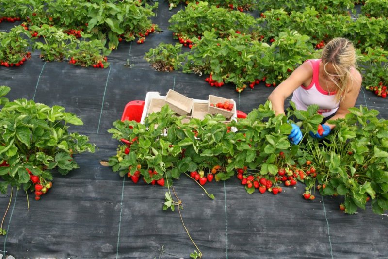 Агротекстиль "Agrojutex" 130г/м2, 1.05 х10 м.