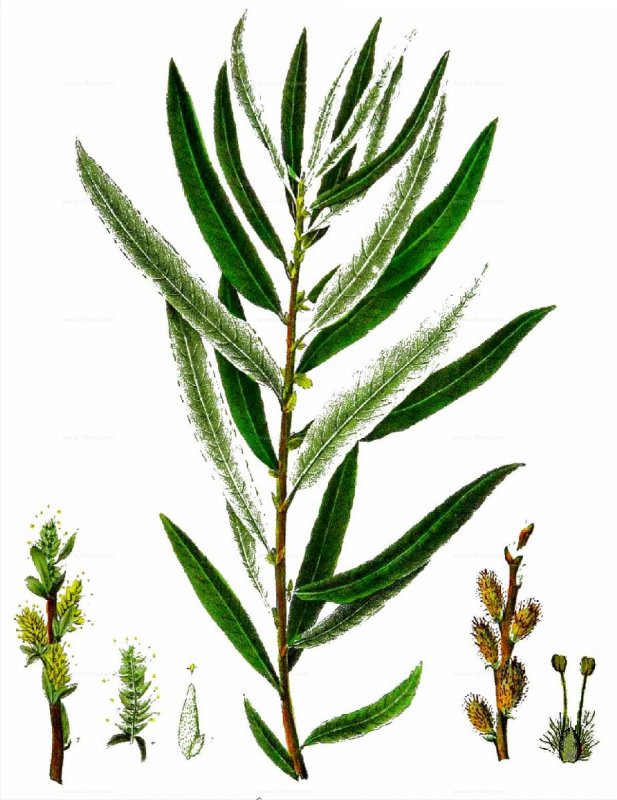 Salix Laurina SM. Семейство Salicaceae Ива Лавровая