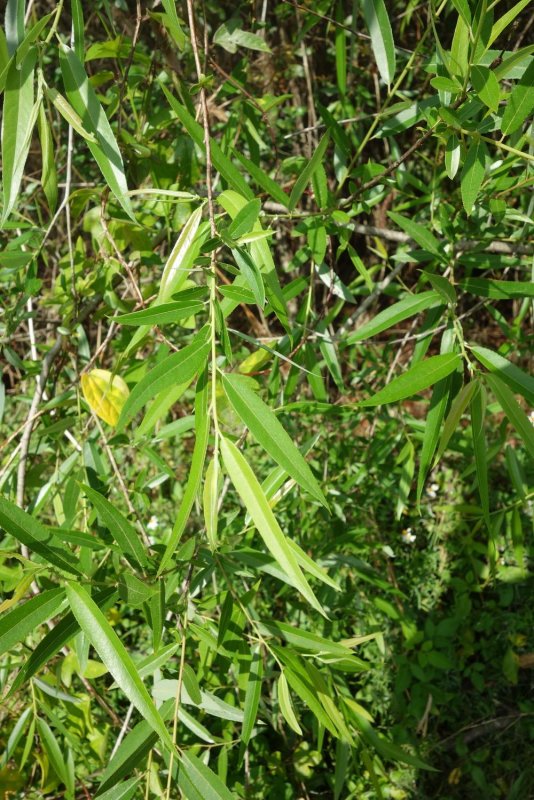 Ива Каролинская-(Salix acutifolia)