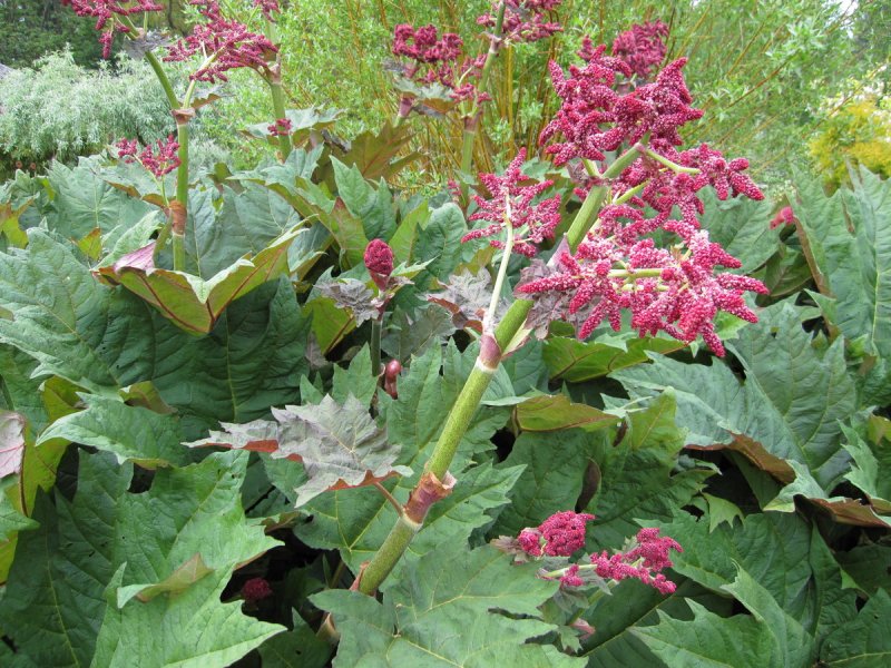 Ревень тангутский (Rheum palmatum)
