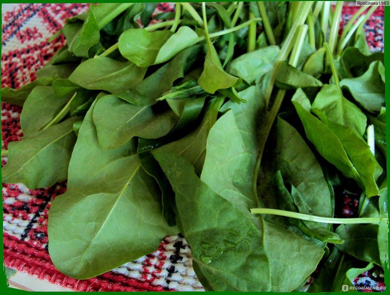 Пыльцеголовник крупноцветковый