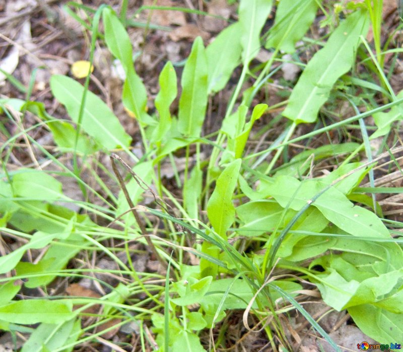 Щавель обыкновенный Rumex acetosa