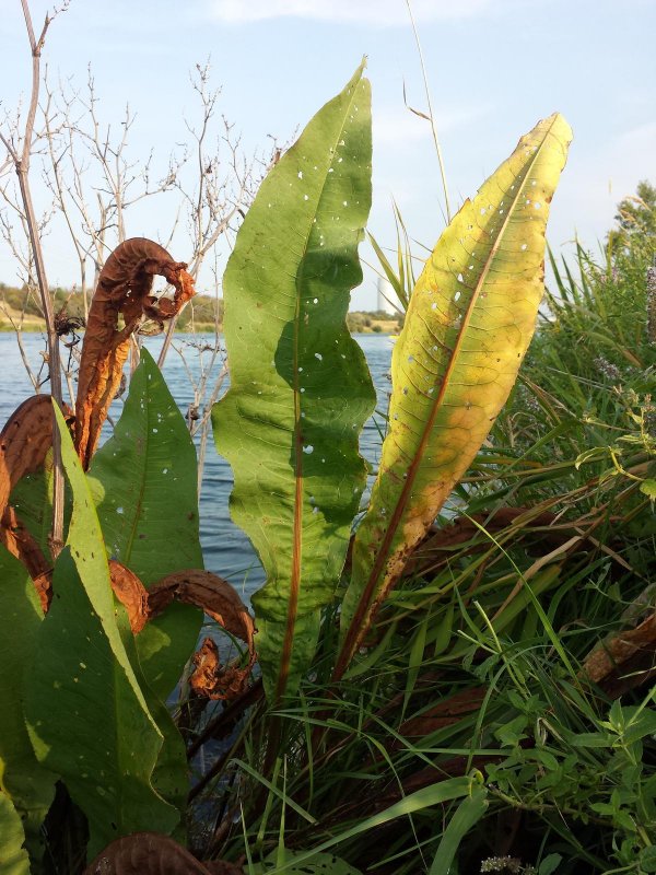 Rumex hydrolapathum HUDS