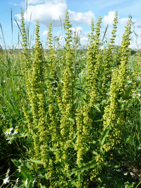 Щавель конский (Rumex confertus)