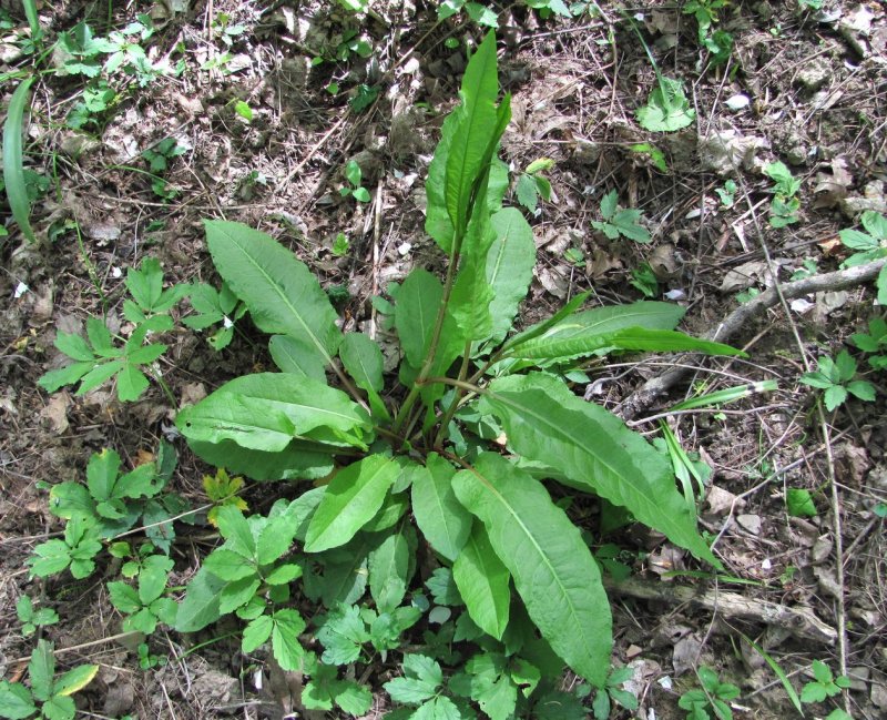 Rumex nepalensis