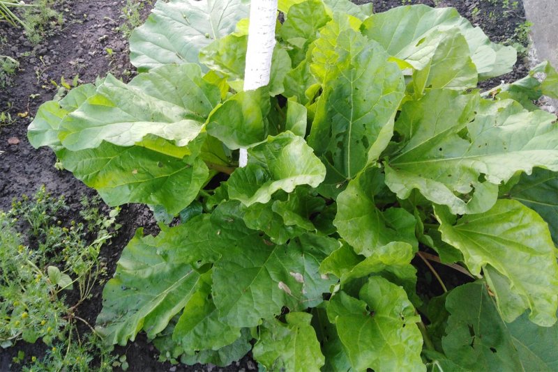 Rheum rhabarbarum 'Victoria'
