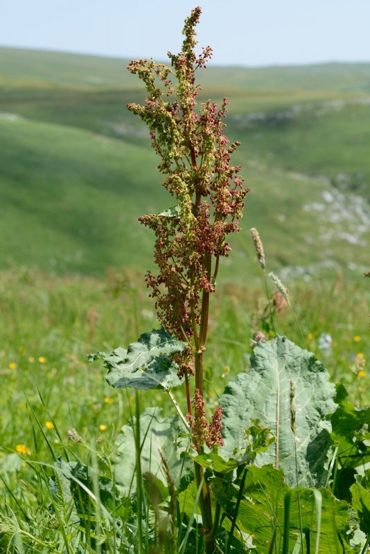 Щавель пирамидальный Rumex thyrsiflorus Fingerh.
